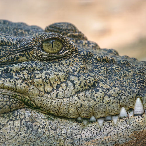 Le premier et plus important parc aux crocodiles du Moyen-Orient est situé sur l'île de Qeshm. Ce lieu magnifique est dédié à la préservation de la vie sauvage, afin que les touristes puissent se familiariser avec les caractéristiques de ces animaux rares. Cette collection est également soutenue par Geopark Qeshm, qui est un ardent défenseur de l'environnement. Chaque année, de nombreux touristes se rendent dans ce parc unique.