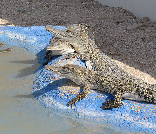Qeshm-Crocodile-ParkIRAN_3