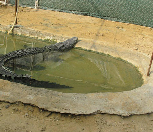 Le premier et plus important parc aux crocodiles du Moyen-Orient est situé sur l'île de Qeshm. Ce lieu magnifique est dédié à la préservation de la vie sauvage, afin que les touristes puissent se familiariser avec les caractéristiques de ces animaux rares. Cette collection est également soutenue par Geopark Qeshm, qui est un ardent défenseur de l'environnement. Chaque année, de nombreux touristes se rendent dans ce parc unique.