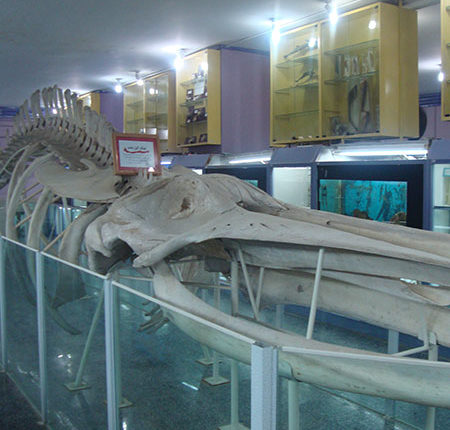 Musée d'histoire naturelle de Hamedan