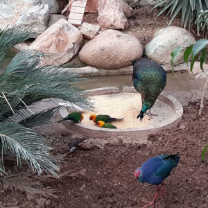 birds_garden_tehran