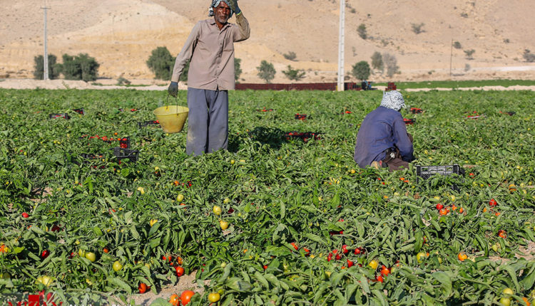 Tomato-Harvest-Begins-in-Southern-Iran-6